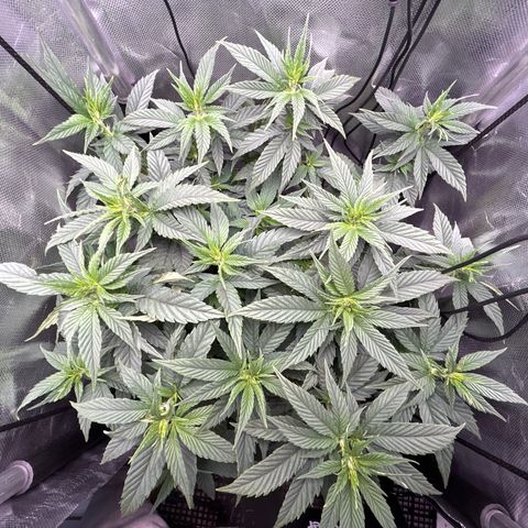 A primeira growlog timeline photo