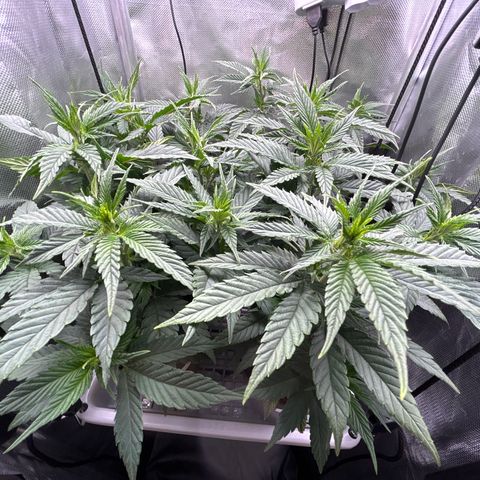 A primeira growlog timeline photo