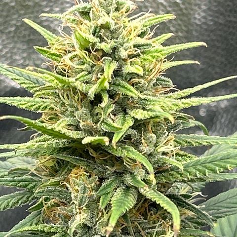 A primeira growlog timeline photo
