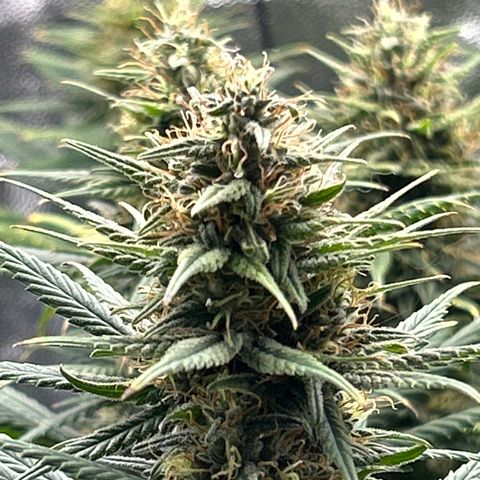 A primeira growlog timeline photo