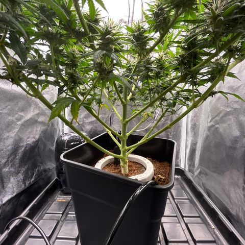 A primeira growlog timeline photo