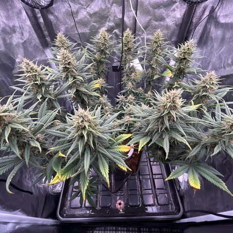 A primeira growlog timeline photo