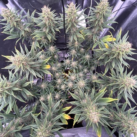 A primeira growlog timeline photo