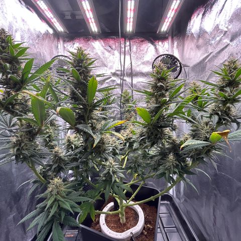 A primeira growlog timeline photo