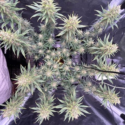 A primeira growlog timeline photo