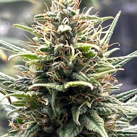 A primeira growlog timeline photo