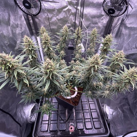 A primeira growlog timeline photo