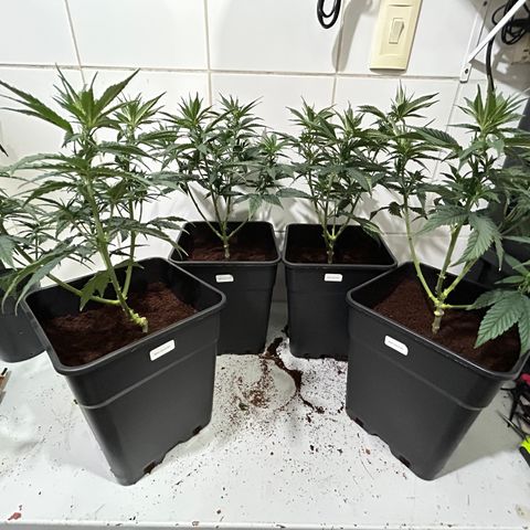 A primeira growlog timeline photo