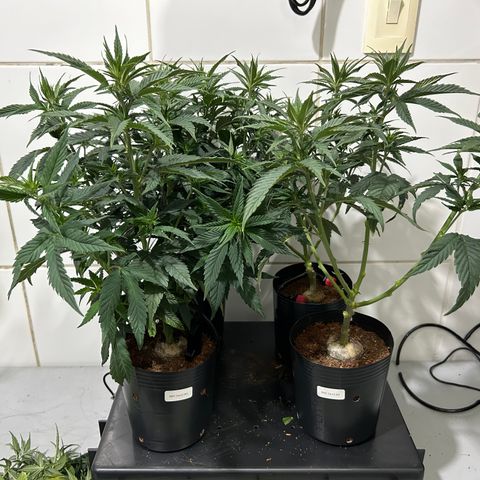 A primeira growlog timeline photo
