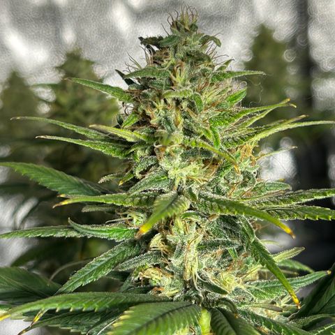 A primeira growlog timeline photo