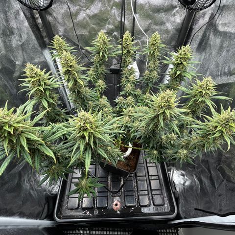A primeira growlog timeline photo