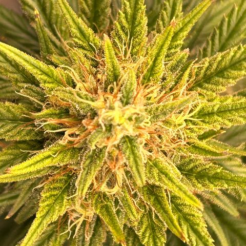 A primeira growlog timeline photo