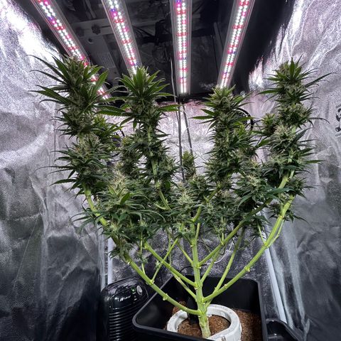 A primeira growlog timeline photo