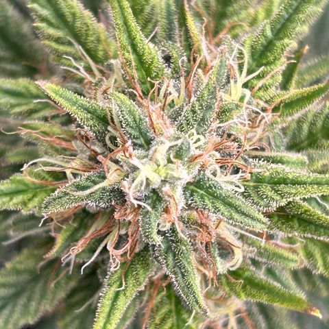 A primeira growlog timeline photo