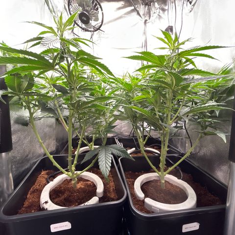 A primeira growlog timeline photo