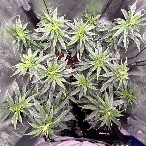 A primeira growlog timeline photo