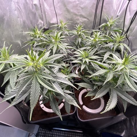 A primeira growlog timeline photo