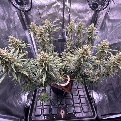 A primeira growlog timeline photo