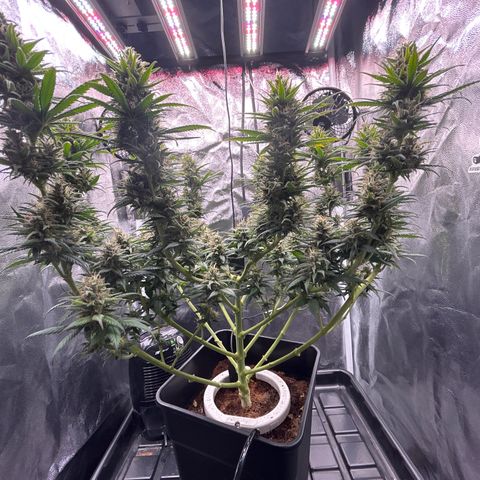 A primeira growlog timeline photo