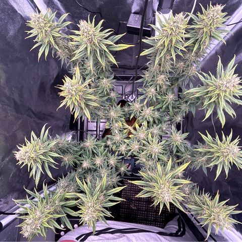 A primeira growlog timeline photo