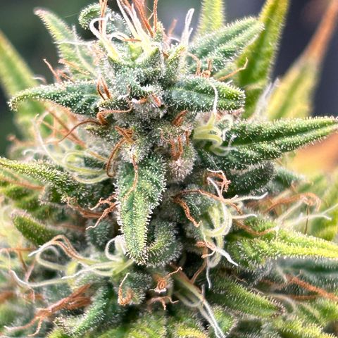 A primeira growlog timeline photo