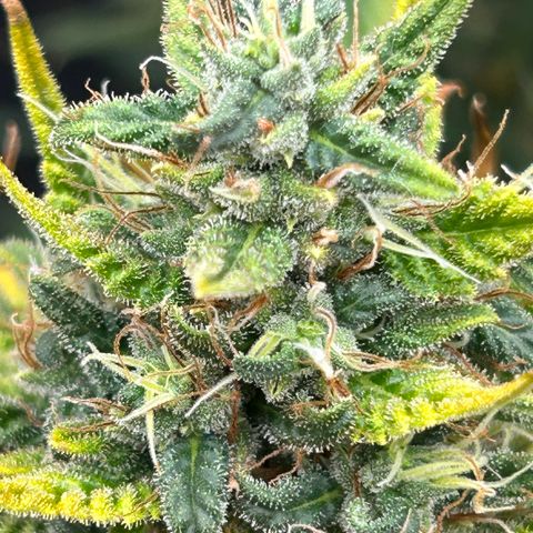 A primeira growlog timeline photo