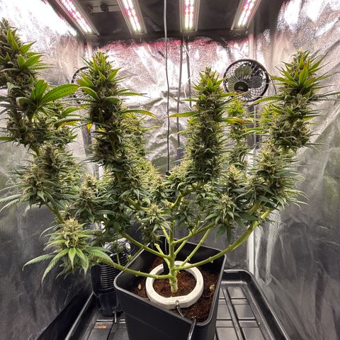A primeira growlog timeline photo
