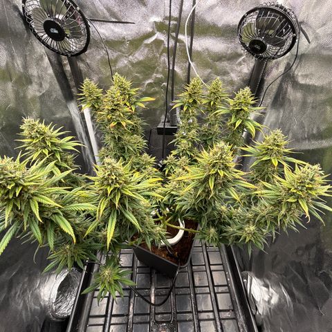 A primeira growlog timeline photo