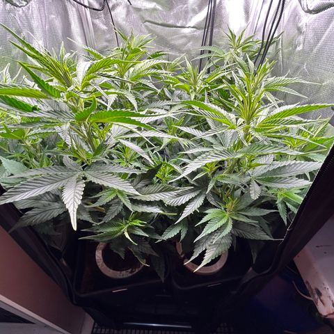 A primeira growlog timeline photo