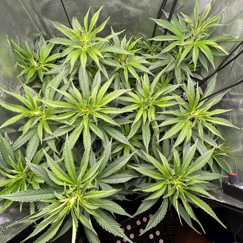 A primeira growlog timeline photo