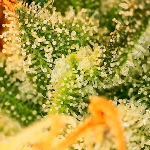A primeira growlog timeline photo