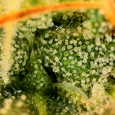 A primeira growlog timeline photo