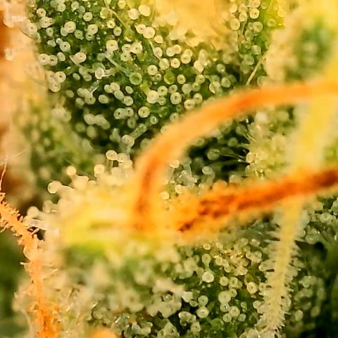 A primeira growlog timeline photo