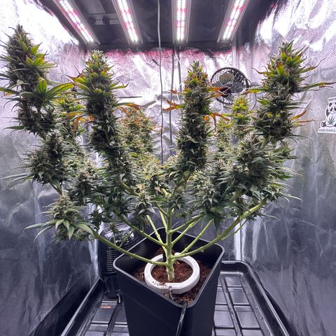 A primeira growlog timeline photo