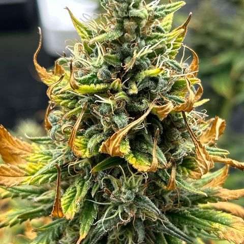 A primeira growlog timeline photo