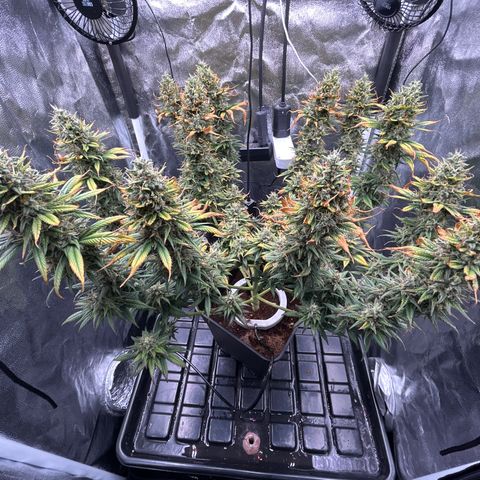 A primeira growlog timeline photo
