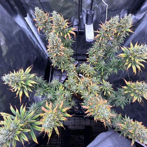 A primeira growlog timeline photo