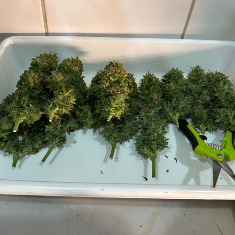 A primeira growlog timeline photo