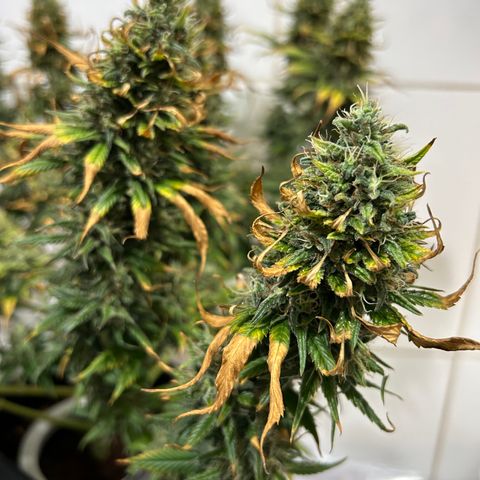 A primeira growlog timeline photo