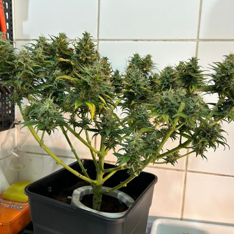 A primeira growlog timeline photo