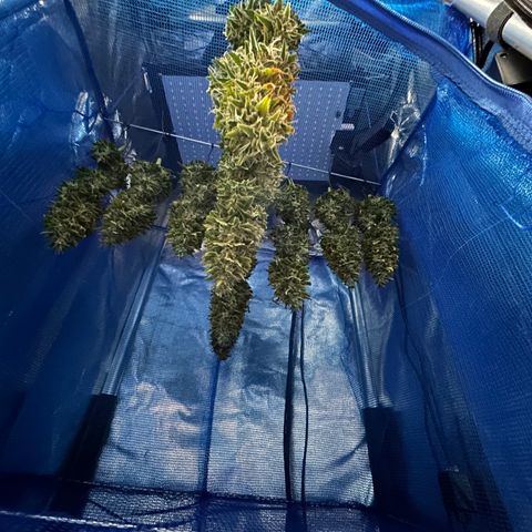A primeira growlog timeline photo