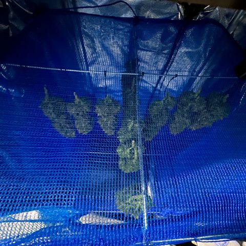 A primeira growlog timeline photo