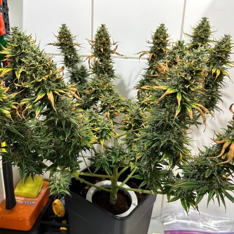 A primeira growlog timeline photo