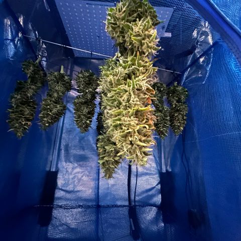 A primeira growlog timeline photo