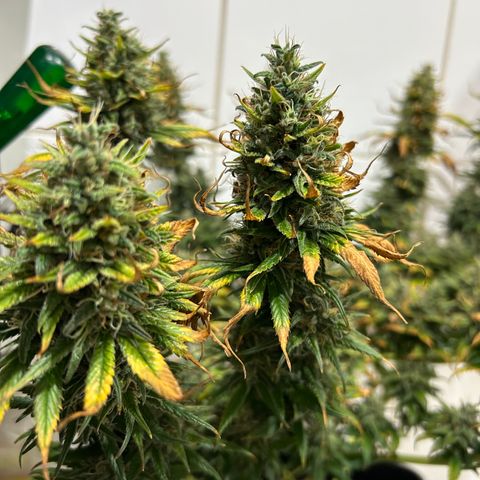 A primeira growlog timeline photo