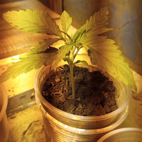 Prenseed #2 growlog timeline photo