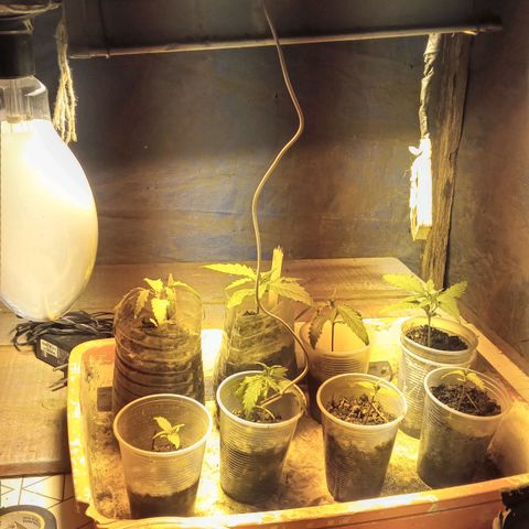 Prenseed #2 growlog timeline photo