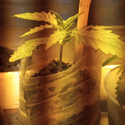 Prenseed #2 growlog timeline photo