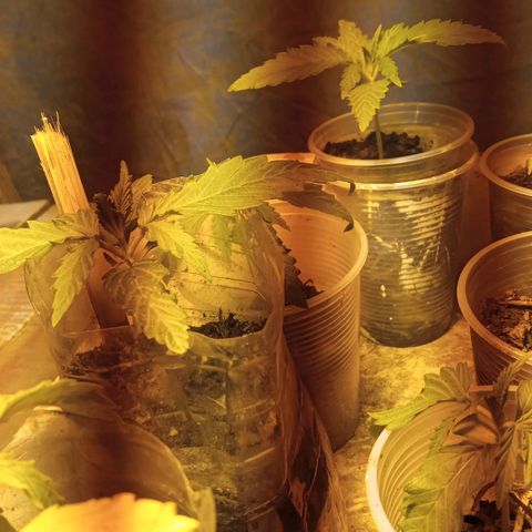 Prenseed #2 growlog timeline photo