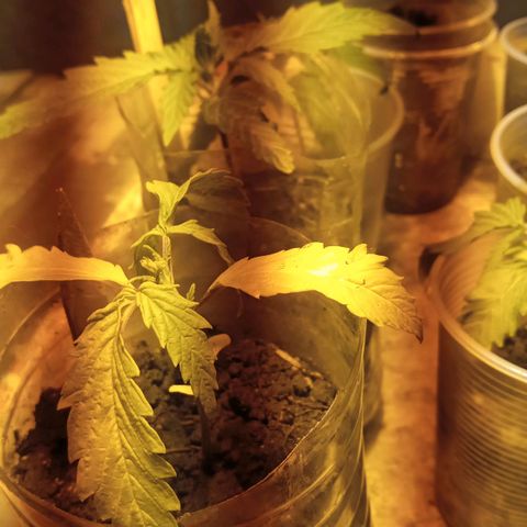 Prenseed #2 growlog timeline photo